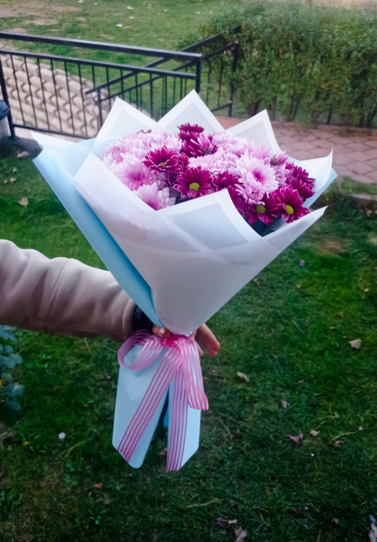 Renkli papatya ve kasımpatı