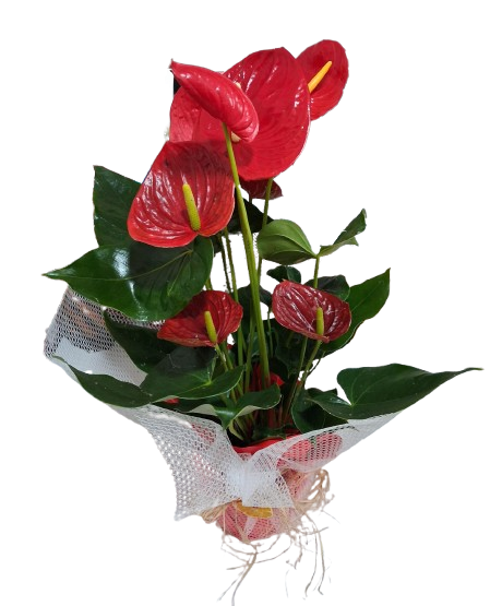 Anatoryum - Görsel 3