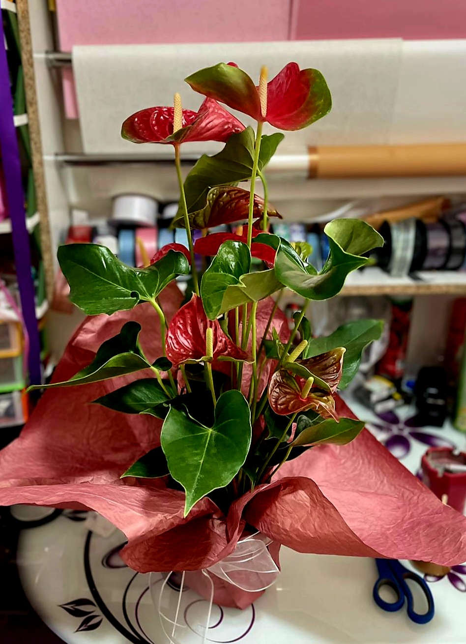 Anatoryum çiçeği - Görsel 2