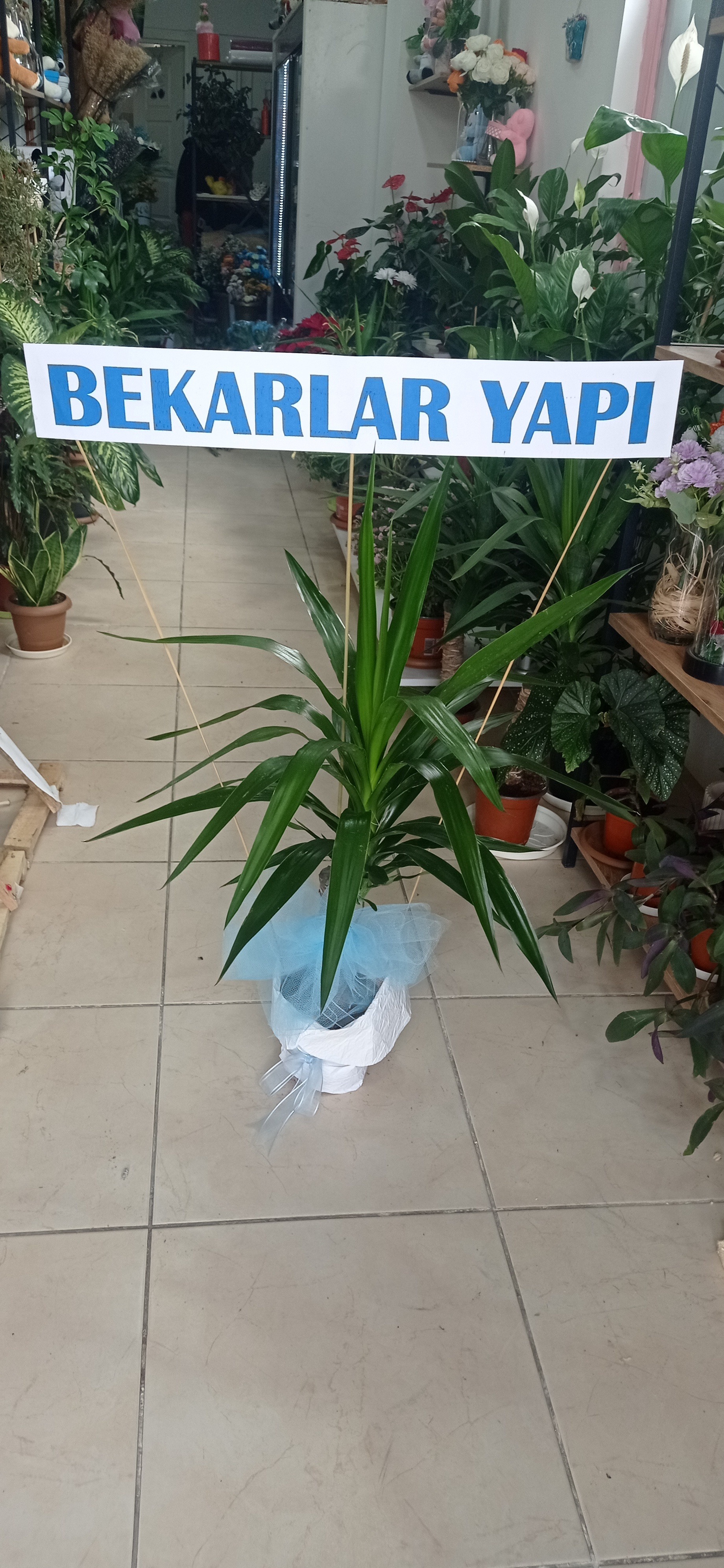 Yuka Bitkisi Tek Dallı - Görsel 2