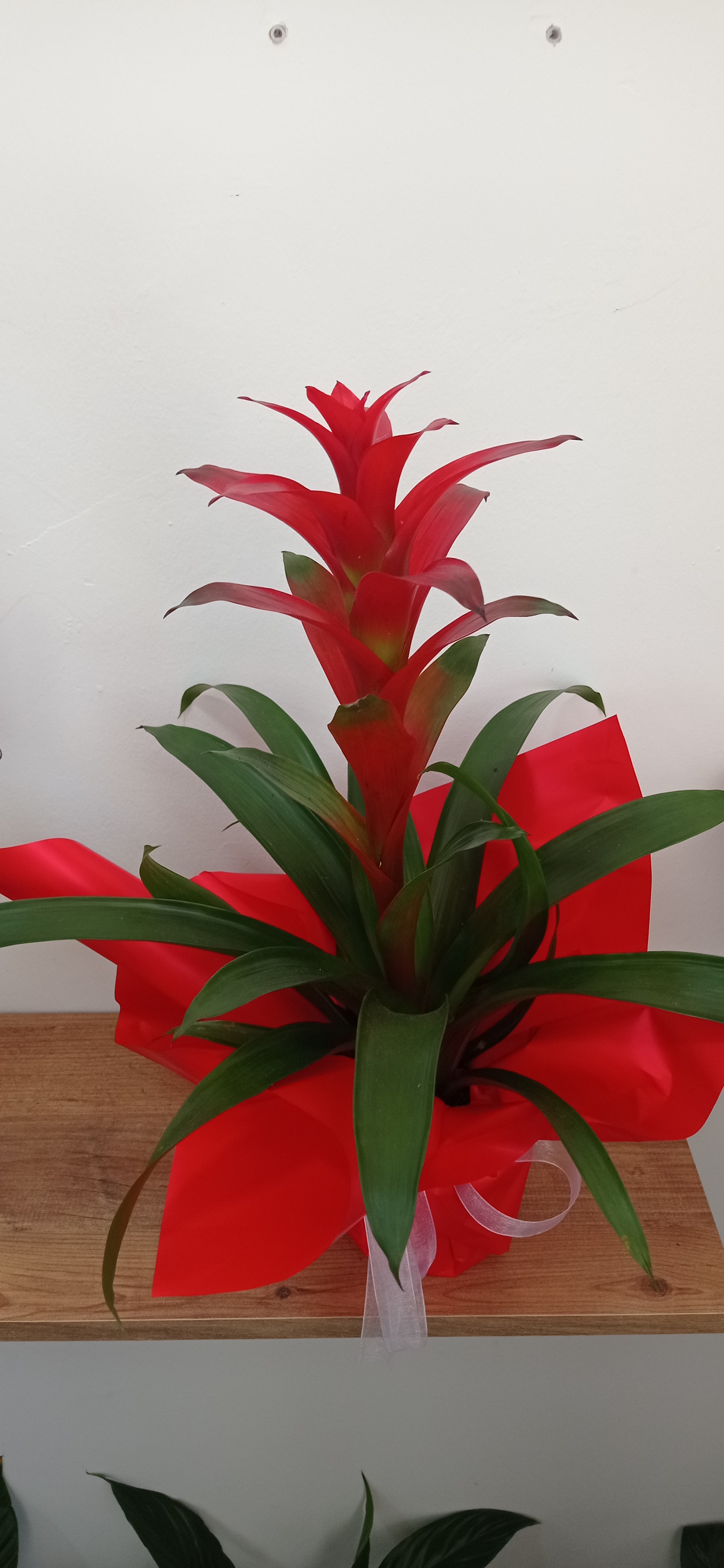 Guzmanya - Görsel 2