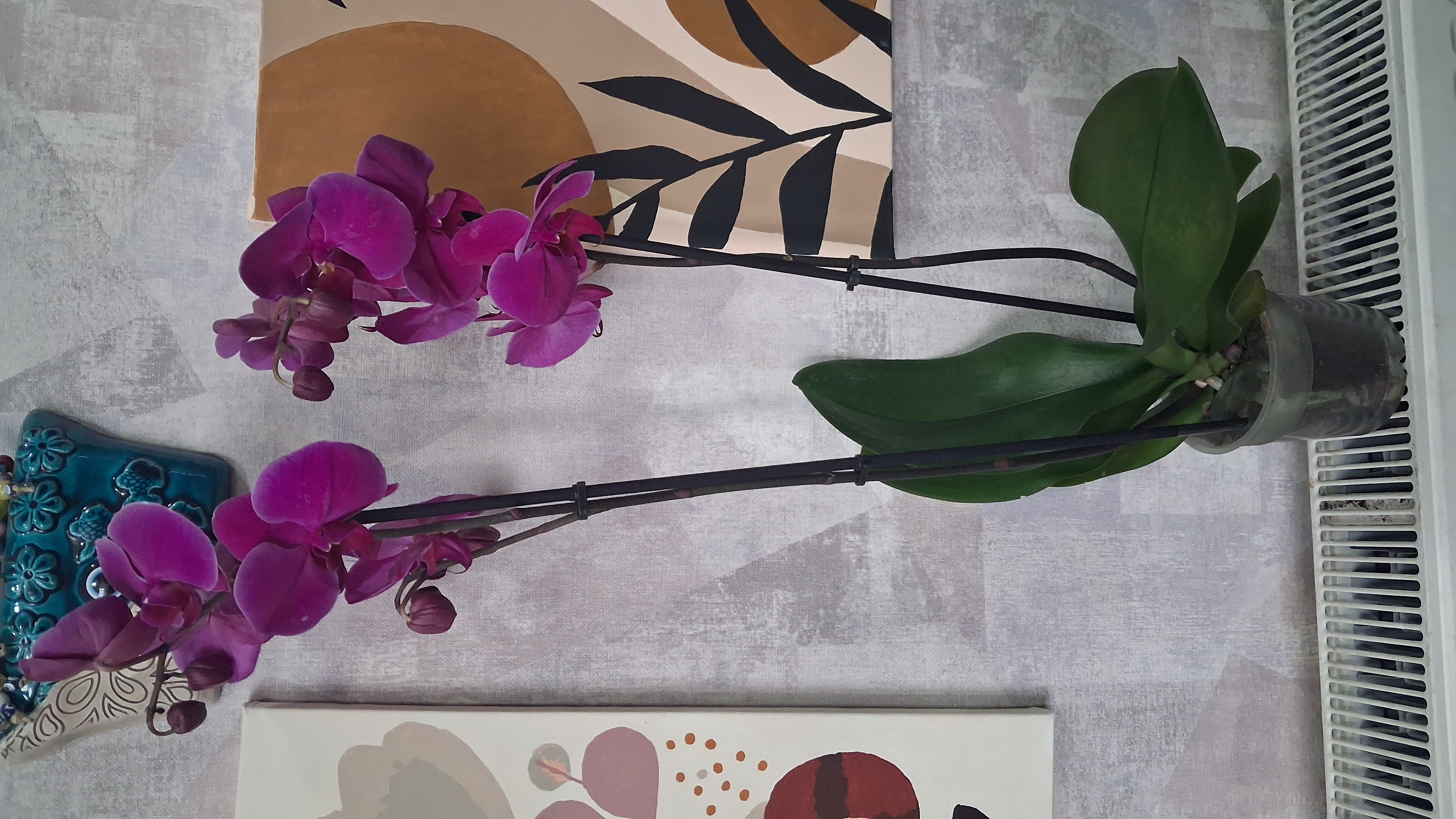 Çift Dal Mor Ordike - Görsel 3