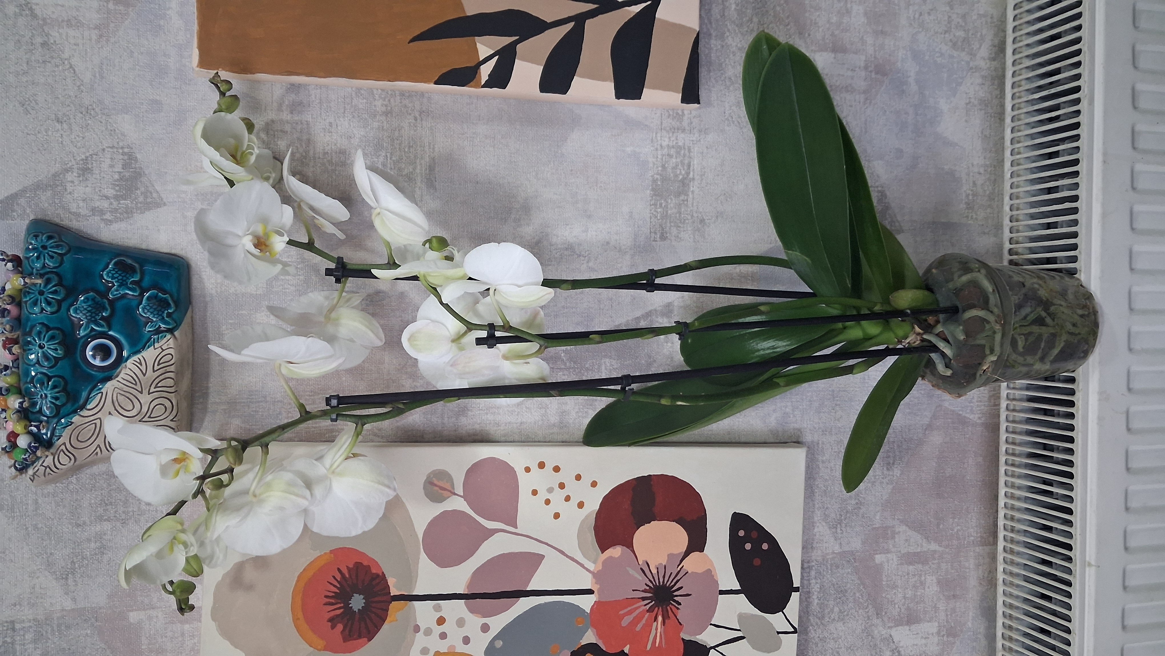 Çift Dal Beyaz Orkide  - Görsel 2