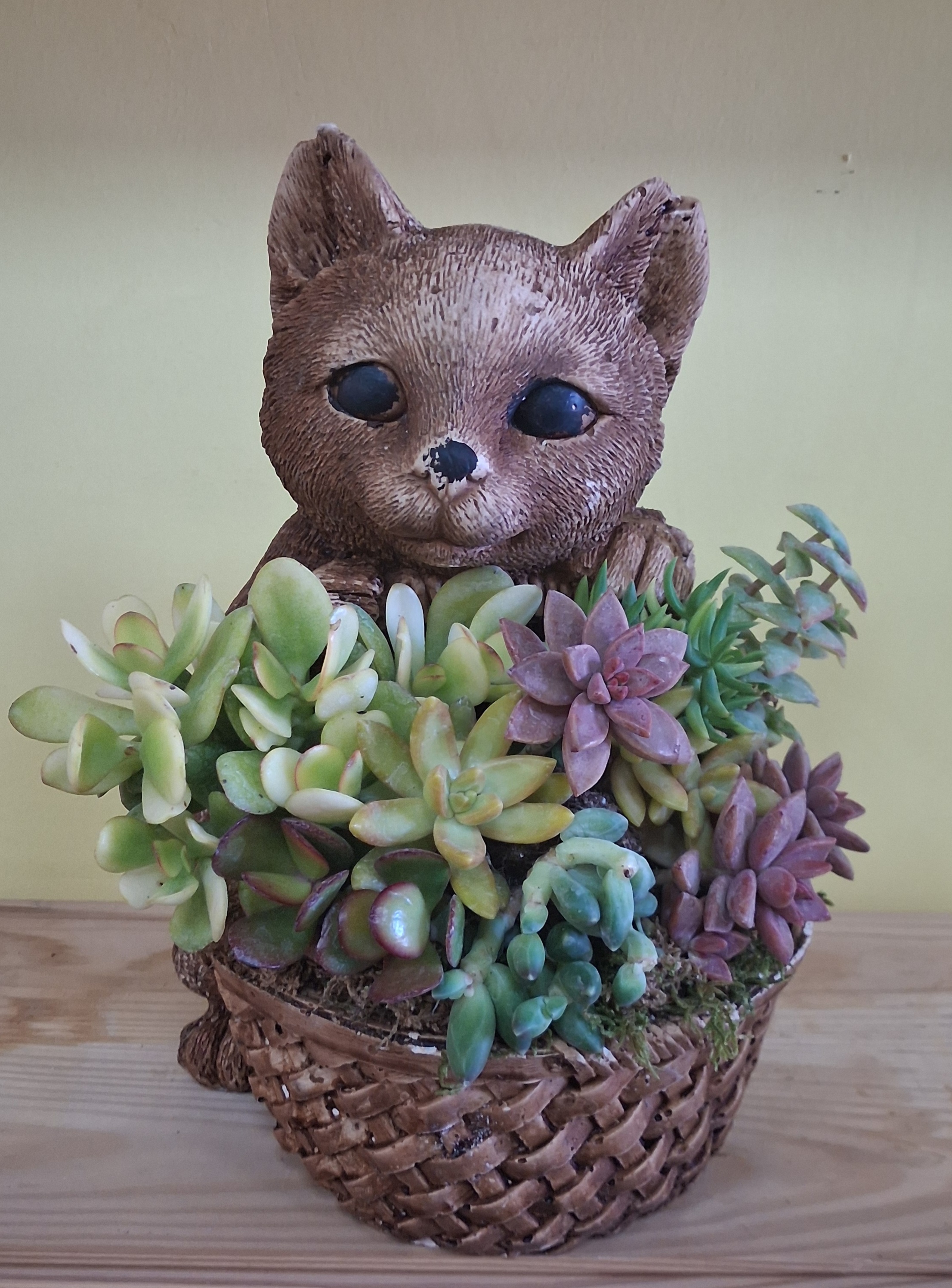 Kedili Saksıda Sukulent Arajmanı