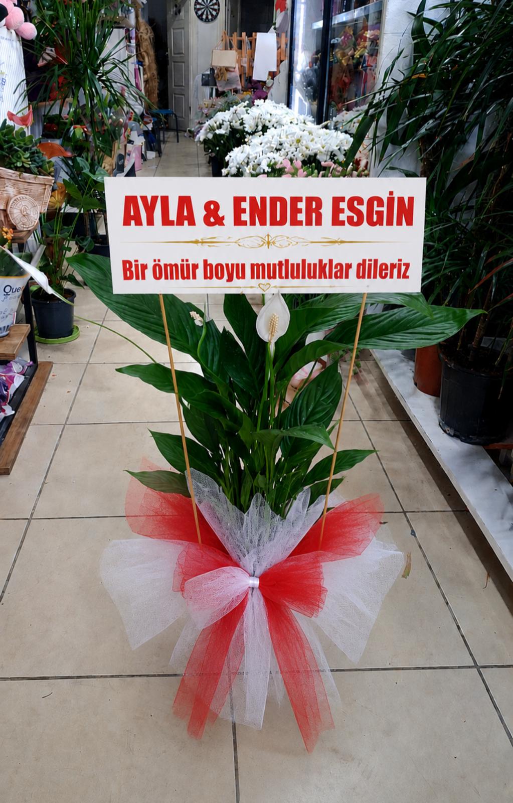 Büyük boy Barış Çiçeği