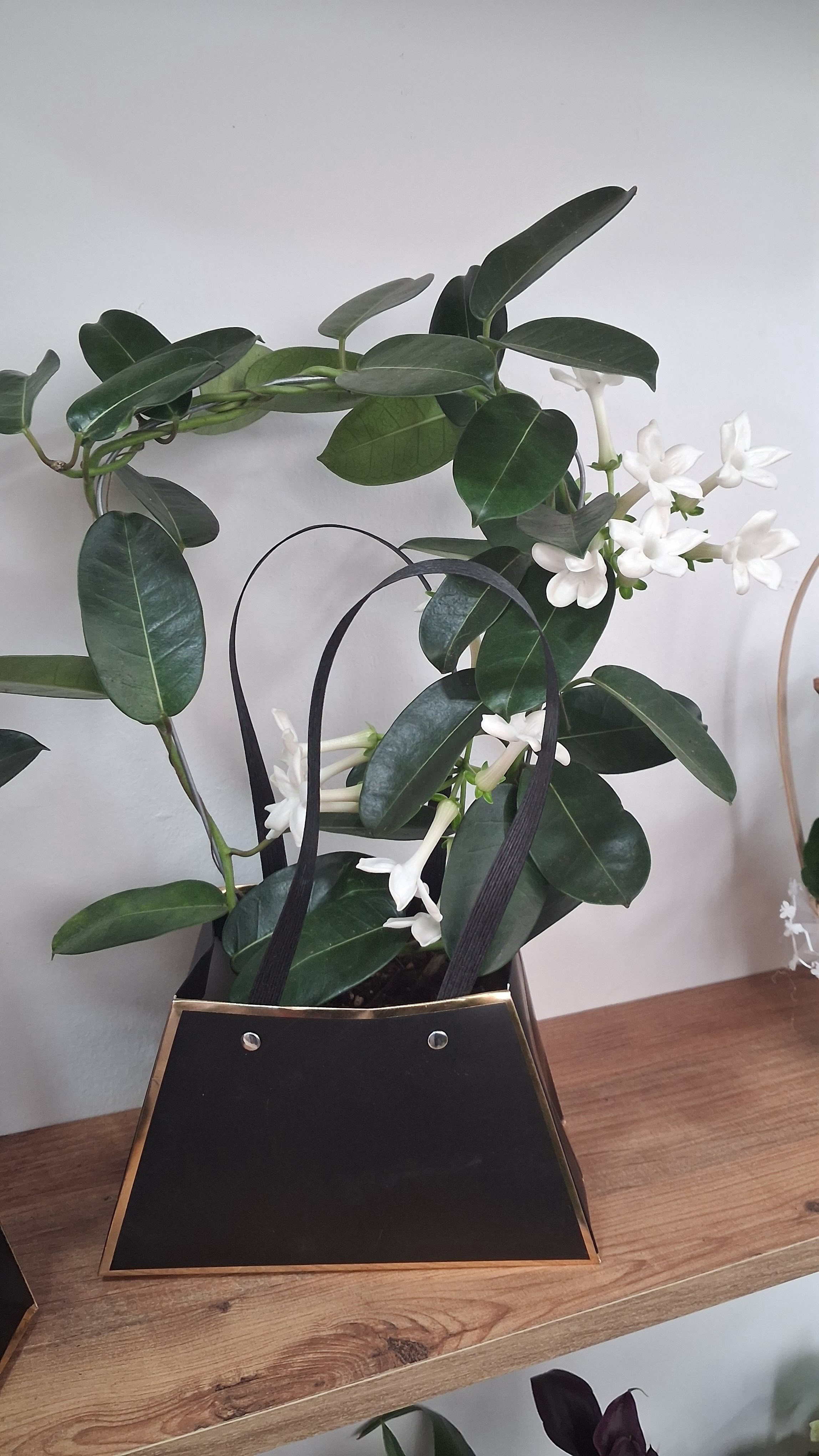 Madagasgar Yasemini