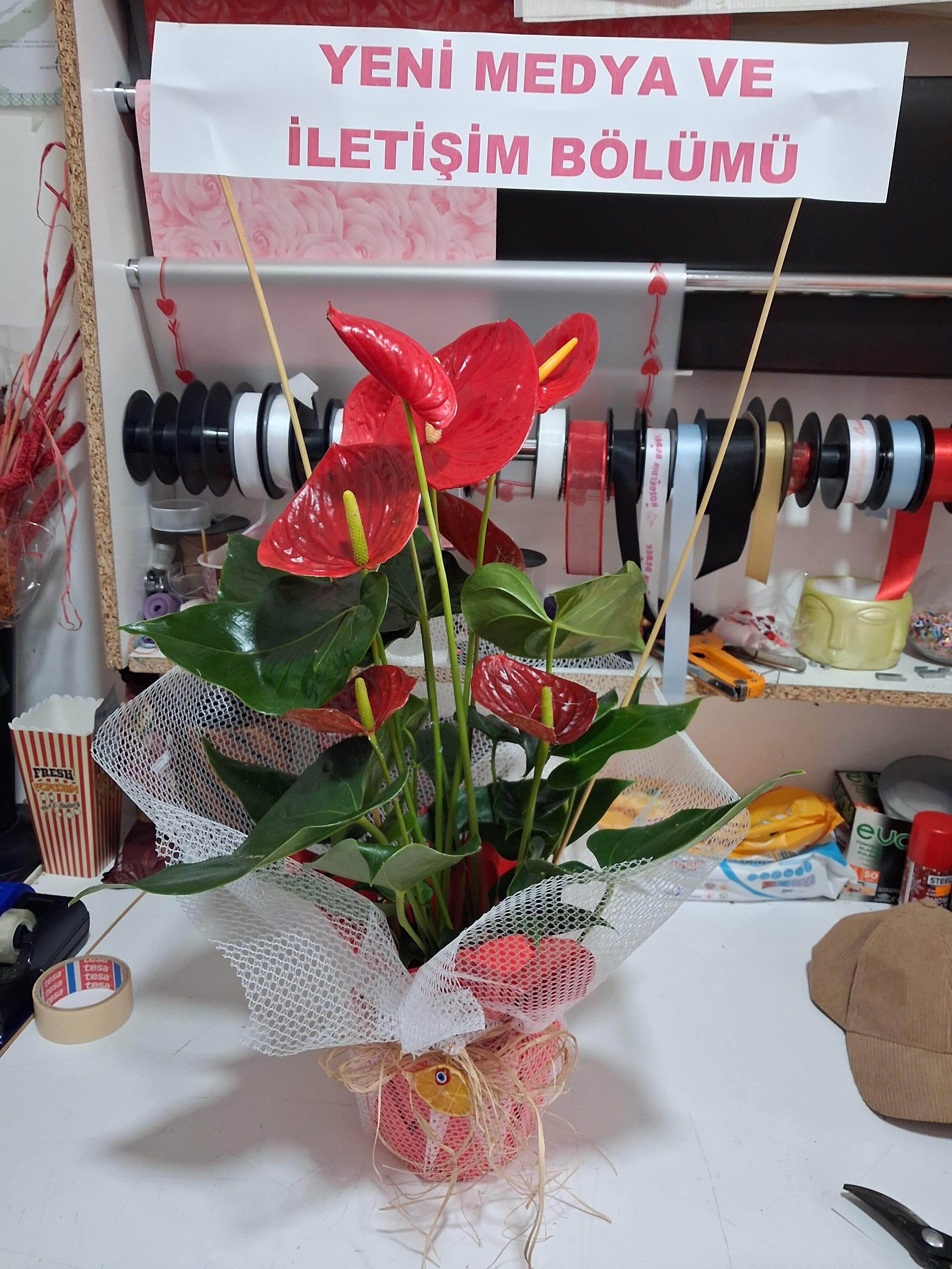 Anatoryum - Görsel 2