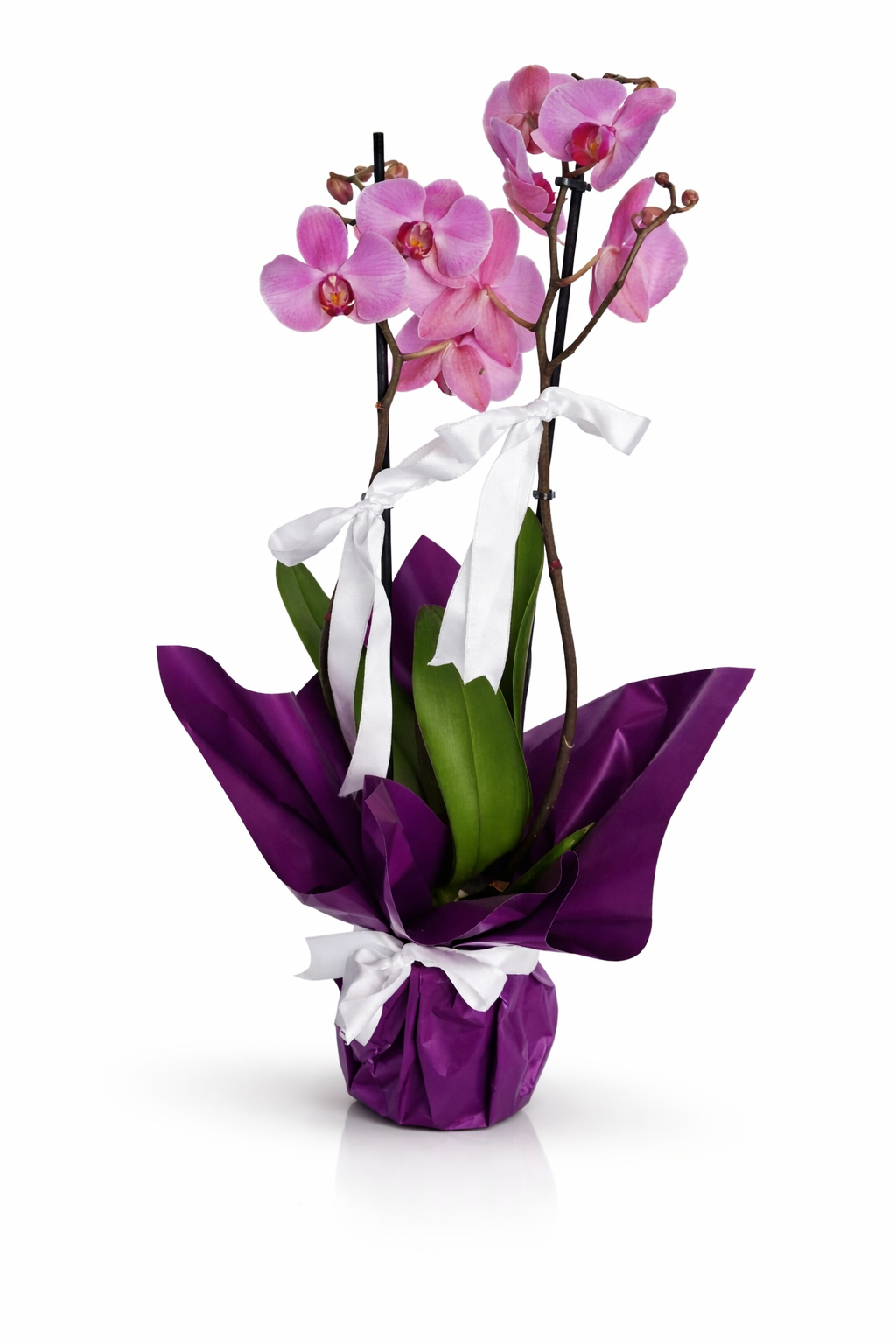Pembe Orkide - Görsel 2